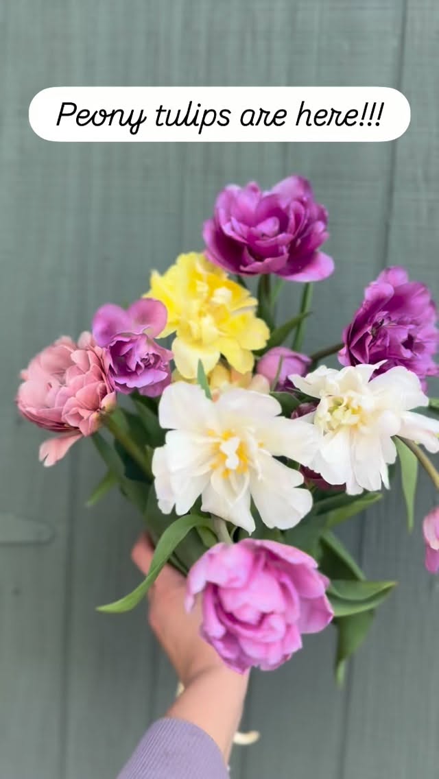 Any day of the week is a great day to celebrate with flowers! Y’ALL!! The sudden warm temperatures has caused a flush of tulips to arrive. A few thousand actually. And not just any ole tulips…the filet mignon of tulips…peony tulips. These look just like a small peony!
The problem is our cooler isn’t working properly. SO, I can’t hold these like I originally planned. They must go this week. Which means I’m offering a tulip special this week only. A 12 stem bunch for $27 (that’s WHOLESALE prices yall)! 😭🫣🤗😩
Place your order on our website and we’ll contact you with pick up instructions.
Please take advantage of this and enjoy these gorgeous flowers because I’m threatening not to plant them ever again at this point! lol
If you’re a designer and have an event this week email me for large quantities.
#iguessitssummernow #doubletulips #indigoirisfarm #yorkcountysc #lakewyliesc