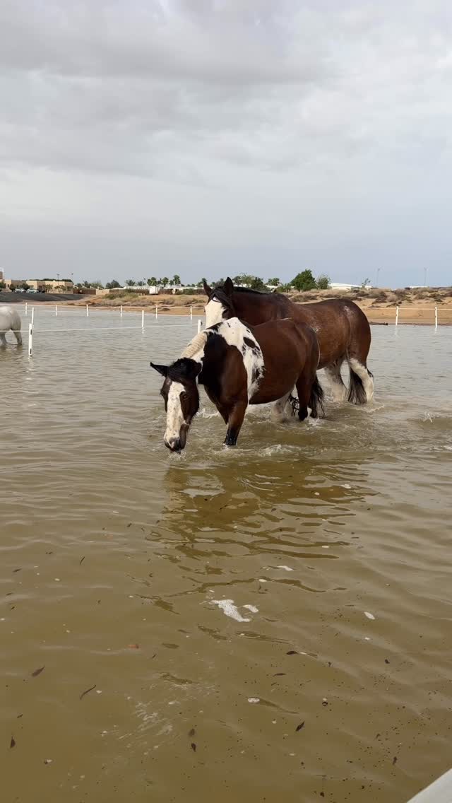 At least someone is enjoying flood 🐴
