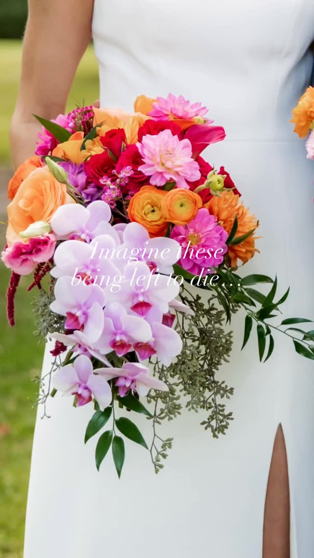 It’s often not until the flowers begin to fade that preserving them comes up… and the panic sets in. 😱⏳
I have a good idea of how many preservationists are in my neck of the woods and by that I mean ALL of the east coast… and it’s not a lot.
Usually they are solo artists (🙋🏽♀️) or small teams with limited capacity.
It’s not uncommon for everyone to be booked up if you’re contacting same week or post event.
Book ahead! My schedule is open many months out.
You’ll be prepared, informed and avoid frantically racing the clock while your flowers wilt.
Not getting married? Maybe you know someone who is! Share this and save them the heartbreak.
This lovely bouquet was preserved for Lulu. First photo by @alexissphotography__
#ncwedding #floralpreservation #flowerpreservation #pressedweddingbouquet #northcarolina