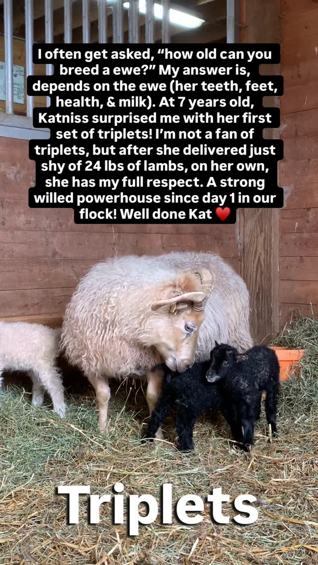 We had a warm spell this weekend. Naturally no one lambed.
Katniss waited until the wind chill was 22. Of all my ewes, she is the absolute best lamber. A stellar track record after 6 lambings, but the cold wind can be deadly to wet lambs. She gave me the evil eye as I ushered her into the barn. Kat prefers to lamb outside.
I checked her at 11 pm. She had a vigorous black grey ram lamb already nursing. He looked smaller than her usual, but I attributed it to her age. I waited for 20 minutes, & watched her deliver a larger black grey ram. He had noticeable horn buds. I hurried to get hay & water. It was cold. With a quick congrats, I pulled the barn doors close. The wind was biting. I ran my floodlight over the other ewes outside one last time. Everyone was sleeping so I headed in.
The wind was howling as I washed my face. I thought about the cold barn. I realized I had put her in the stall that I outfitted for my dogs when I was away. It had a new Premier 1 heat lamp hanging in it.
I have never used heat lamps because they’re too dangerous, but this one is encased in hard plastic with an auto shut-off if it tips sideways. I use a low wattage bulb.
Before getting into bed, I decide to go out & turn it on. Looking back, this was odd, but I felt compelled.
Well the diligent shepherdess wins the prize this time because to my astonishment, Katniss had a 3rd! The largest of the 3 & a ewe! Thankfully they arrived like perfect Russian nesting dolls. Smallest to largest.
The problem with triplets is often the biggest lamb can block the exit. Not in this case. Other than a spot of blood, the final lamb was pure white. This indicates that she underwent little stress while waiting her turn. A lamb stained yellow, or brown, indicates distress, but this ewe lamb glowed. What a wonderful surprise.
With triplets there is always a lamb that gets pushed out of the circle. It can’t be helped. Often it’s the smallest. To avoid problems, it helps to steer clear of hypothermia.
Triplets (long sigh) can be a lot of work, but I can’t deny the thrill of surprise when they arrive!
#icelandicsheep #lambsofinstagram #triplets #ewes #homesteadliving