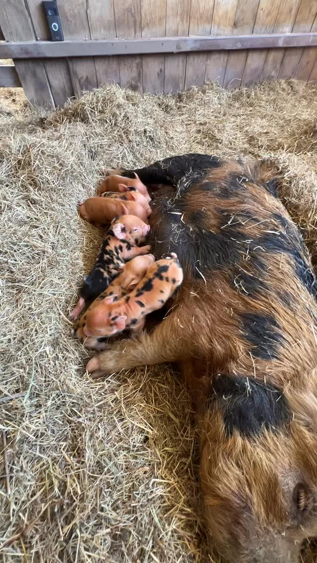 Pancakes had a tough delivery yesterday. She delivered two piglets and kept pushing for the third. For thirty minutes she couldn’t quite get the third out and so we had to intervene. Once we pulled the third piglet out- breathing and lively, three more followed soon after. All are healthy and thriving, including pancakes. I’m so proud of her ❤️🐷