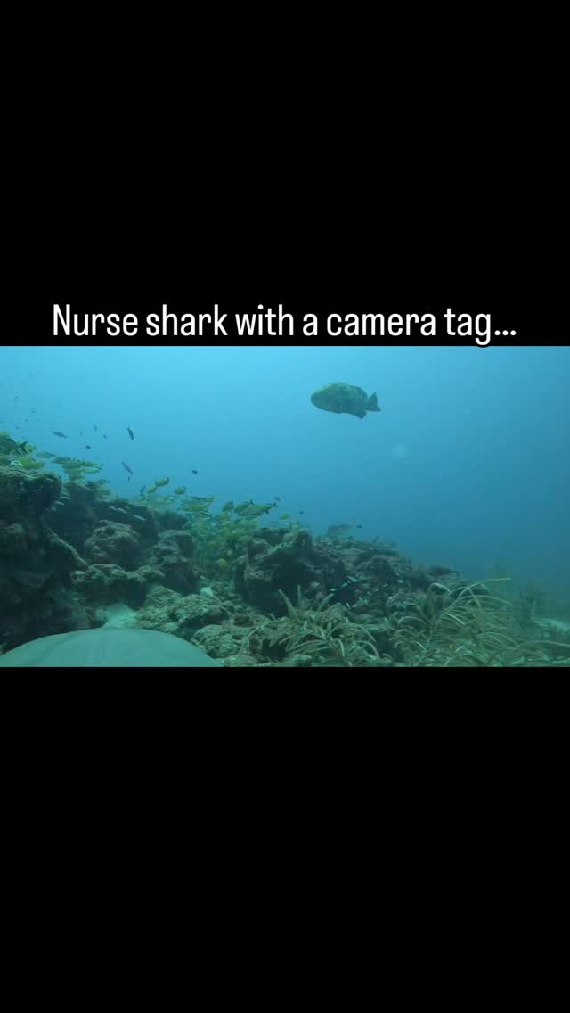 So now we know why the #nurse #shark #camera #tag released early. A large #grouper saw the bright orange tag on the #dorsal #fin of the #nurseshark and attacked it with sufficient #force to knock it off the fin. As the tag floated to the surface it captured a view of the culprit grouper. Despite the early release @fauscience #graduate #student @genevievesly09 was able to gather useful #swimming #kinematics #data from the #deployment for her #thesis #research. Looking forward to the next #fishing trip to get another #cameratag deployed. @gopro @atstrack #marinebiology #fieldwork #sharks #telemetry