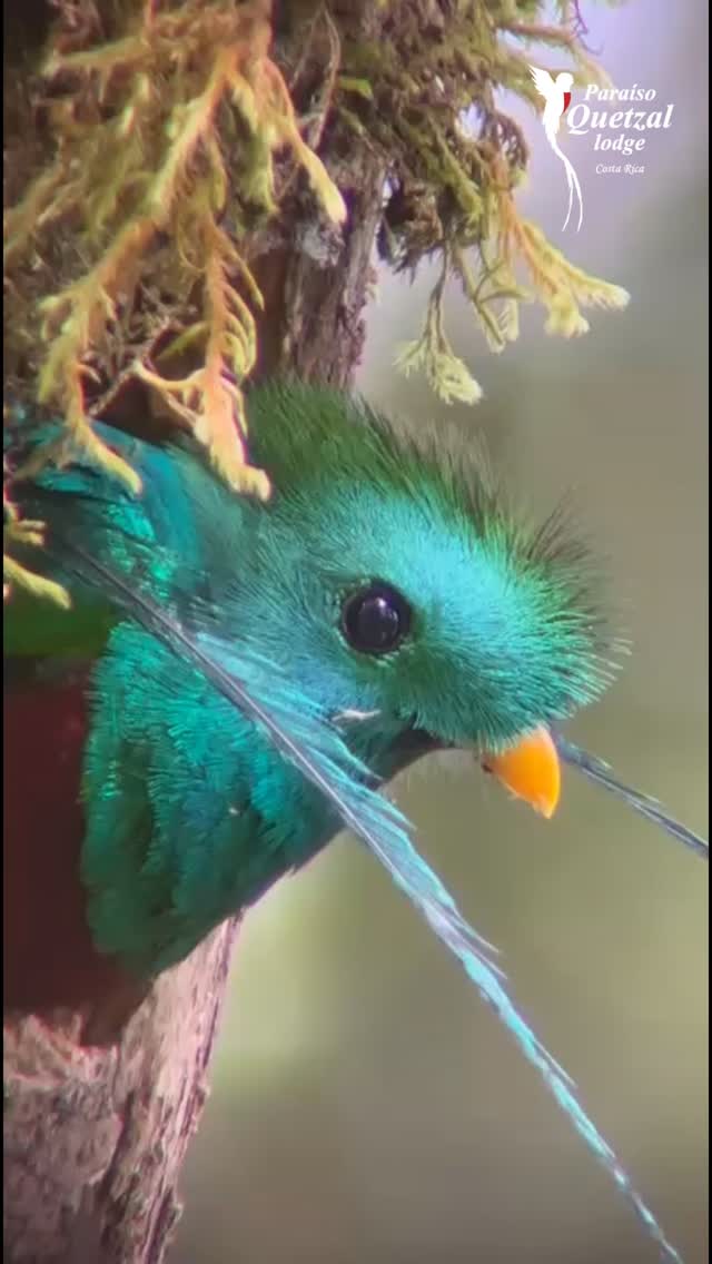 No podemos ocultar nuestra alegría: ¡el segundo nido de la temporada ha sido reclamado! Ver a este quetzal macho adulto, con sus largas plumas asomándose, reclamando este espacio como su hogar, es el recordatorio de por qué protegemos cada rincón de este bosque nuboso. 🦜🏠
No se trata solo de un avistamiento; es celebrar que el ciclo se renueva y que somos testigos de la magia de la conservación. 💚
Vení a vivir esta experiencia única en el corazón del bosque.
🗓️ Reservá el tour al WhatsApp: 8392-8298.
🎥 Video por nuestro guía @jesvsfallasguide
#ParaisoQuetzalLodge #VidaSilvestre #Quetzal #BosqueNuboso #CostaRica #anidacion #EsencialCostaRica #exploraparaisoquetzal