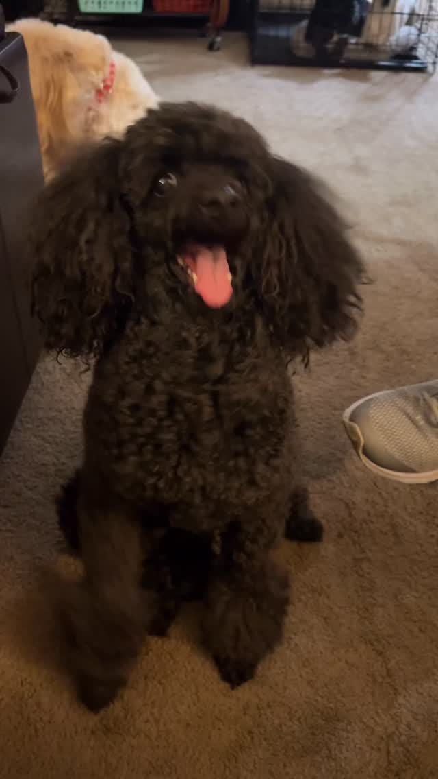 POV: Pep talks between Lyla (Pack founder) and Queenie (Branch manager) before work.