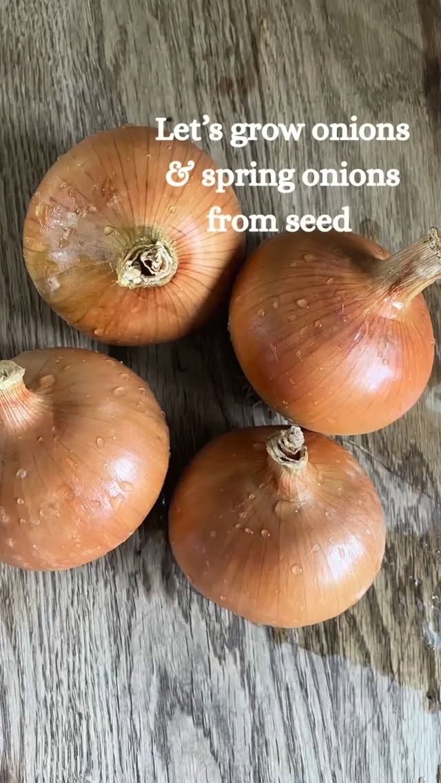 👩🏽🌾 Sowing the first of my onions today 🧅
It feels like the season is officially underway.
I’ve gone for Bedfordshire Champion onions this year a reliable, classic variety that stores really well. Alongside them, I’m sowing White Lisbon spring onions for a quick, fresh harvest.
I’m using a large tray for the onions and a smaller one for the spring onions, as I’ll be succession sowing those to keep a steady supply coming through. Please hold me accountable to this.
Both are tucked into the greenhouse with a propagator lid to help with germination and now we wait.
There’s something so satisfying about starting from seed, especially knowing these will grow into actual onions and end up in the kitchen later in the year.
Are you sowing onions this year or buying sets?
#thegranarygarden #growyourown #kitchengarden #seedsowing #growfromseed