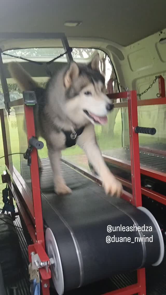 He gets so excited for his weekly runs with @unleashedza
#wds2026🇮🇹 #teamKnox #worldchallengeoftopdogs2026