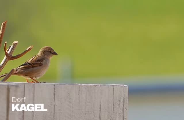 Die Ostereiferien starten – wir wünschen allen eine entspannte und schöne Zeit! 🌸🐣
Nicht vergessen: Am 02.04. findet unser Osterfeuer hinter der Feuerwehr statt. 🔥
Start ist um 18:00 Uhr – kommt vorbei und genießt einen gemütlichen Abend! Die Feuerwehr Kagel und der Förderverein freuen sich auf Euch!
Herzliche Grüße
Euer Heimatverein Kagel 💛
Video by Solarselle77 from Pixabay
#meinkagel #osterfeuer #osterferien #ferienstart