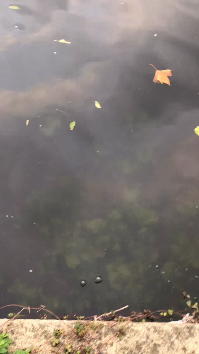 River Thames fish are just unique! Still looking to break my PB 106cm 16 pounds on big open water, this fish has been caught in the last November, rather in the last two years I haven’t fished much, next season I will definitely on try my best to beat my personal record! Fish more say less… #fising #fish #fished #pike #pikefishing