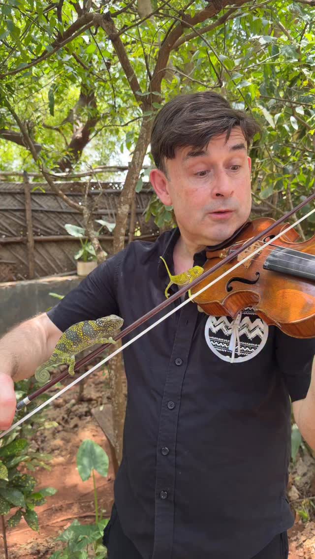 Violin 🎻 vs Chameleon 🦎
(Again!)
Three chameleons this time 🦎🦎🦎
Throwback to Zanzibar, one of my very first stops back in January 🌍
This little chameleon improvisation just happened naturally…
and now I’m wondering where it could lead.
Maybe it grows into a full piece.
Maybe even a violin duet book - Africa & More! 🎶
What do you think?
#violin #alekseyigudesman #chameleon #zanzibar