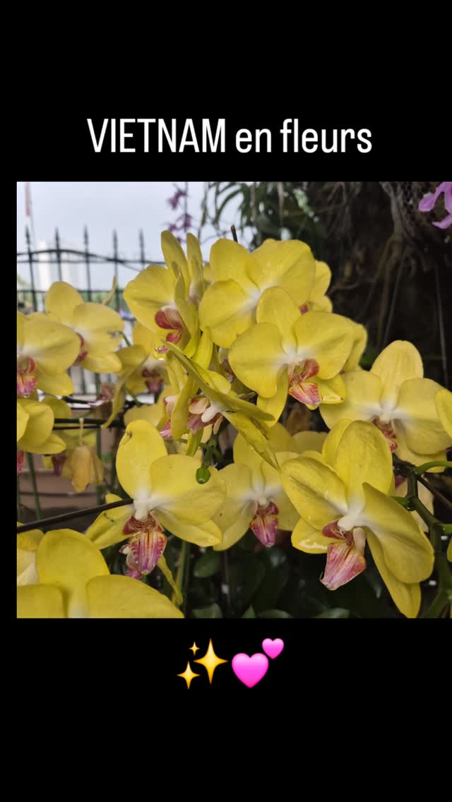 Beauté inspirante du Vietnam ... Je vous partage ces fleurs tellement elles sont belles 😍
.
.
.
.
.
.
.
.
#Vietnam
#fleurs
#inspirationflorale