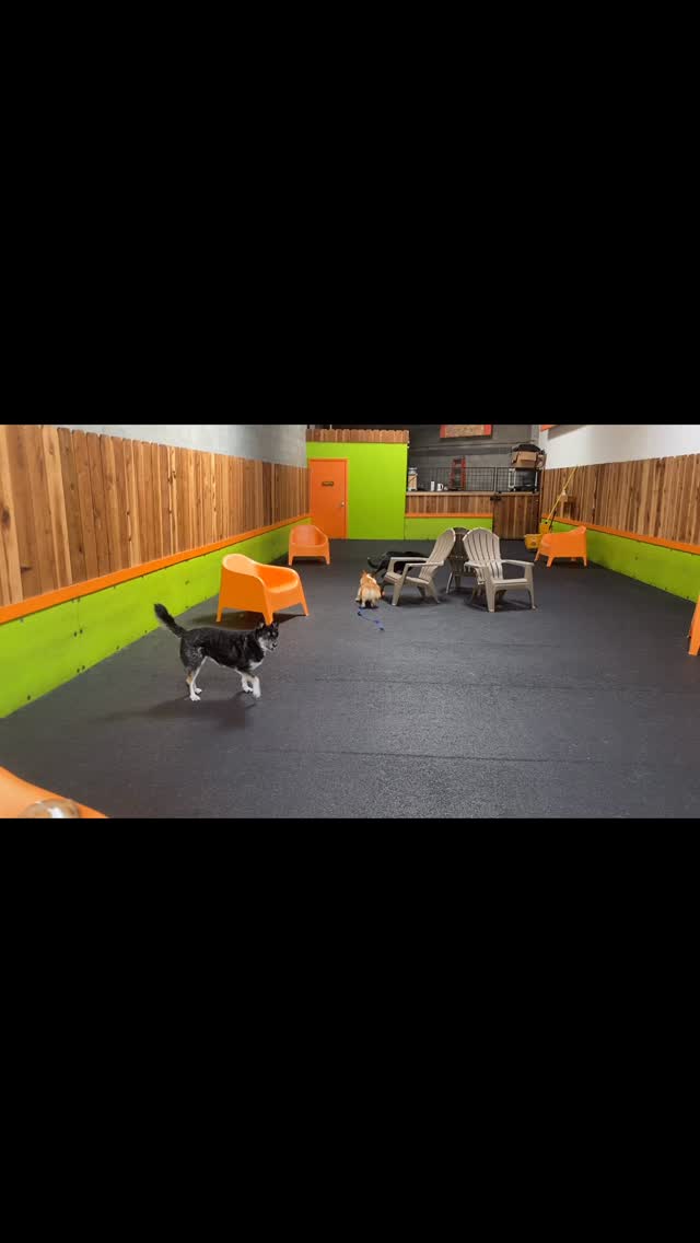 It’s a miracle!
Mimi and Kuma party down!
#gooddogplaycare #doggiedaycare #sfdogwalker #sanfrancisco #cultureclub @melanielord.sf @yukaroxas @pawcationsf @cultureclubofficial @boygeorgeofficial