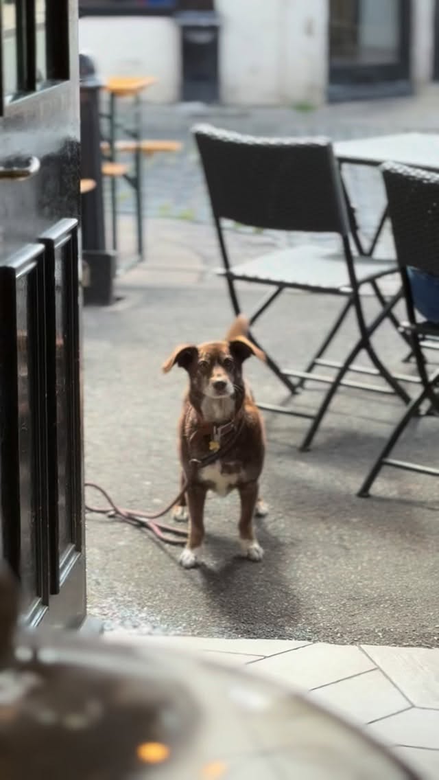 It's National Puppy Day!!
We always get asked if we allow dogs at our little corner café and sadly because we're so small, we don't allow them inside BUT we DO allow them outside.
When the weathers nicer we put out tables and chairs outside so people can enjoy a brew, a butty and a bun in the sunshine.
Four legged friends are always welcome to join you outside 🫶
📍O'Deli Cafe 4 New Market, Otley
Monday - Saturday 9:30 - 4:30
Closed Sundays
#VisitOtley #Otley #YorkshireCafe