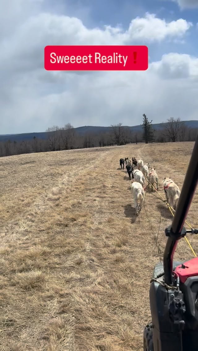 Sweet Reality with the Hilltown Sleddogs! #drylandmushing #sweetdogs #sweetdreams