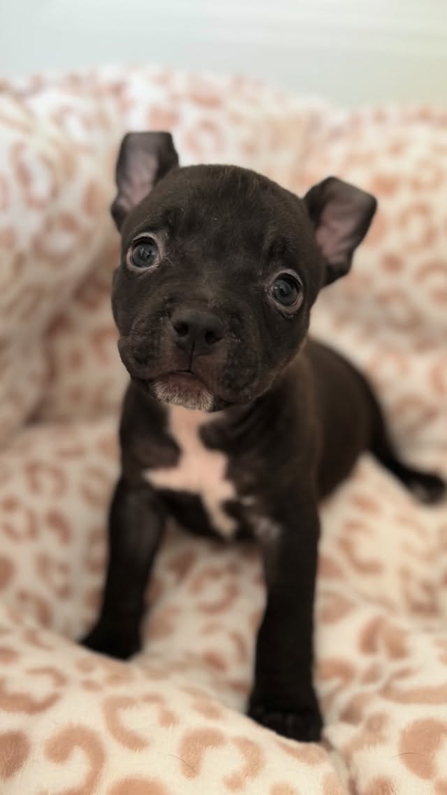 Can you believe Matilda is TWO?! 🥹🎉
We’re wishing her the happiest birthday today… but if we’re being honest, it’s a little bittersweet. Matilda was born in foster, and for her to turn two and still be in foster is kind of heartbreaking.
This girl deserves a forever family that truly cherishes her. She brings so much to the table… so much light, so much joy. And above all, she’s a survivor.
We love you, Matilda. Happy 2nd birthday, sweet girl 💖
Let’s make this the year she finally goes home 🤍