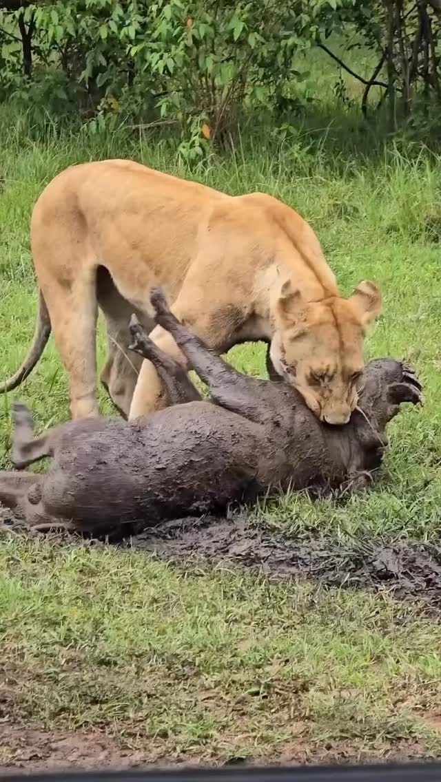 Wet season paints the savannah green—
and the hunt writes its story.
A lioness, swift and silent,
takes down a warthog in nature’s timeless balance.
Planet GOGO Adventure — where the wild speaks.
#planetgogoadventure #wetseason #circleoflife #safarimoments #africanwildlife