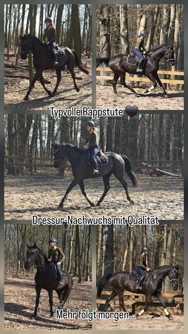 Etwas Besonderes in Vorbereitung… 🖤
Großrahmig, bewegungsstark und mit viel Ausstrahlung.
Mehr dazu morgen.
#dressurpferd #verkaufspferd #dressurnachwuchs #pferdeverkauf #equestrian