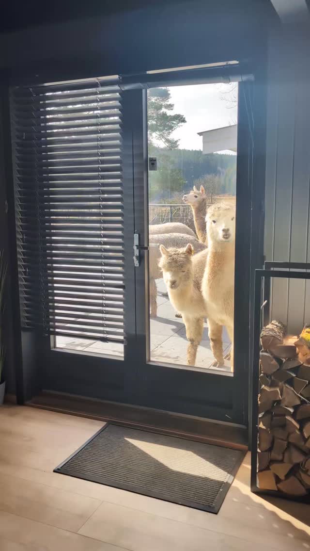 Damene speiler seg i verandadøren 😅
#alpakka #enghaugen #alpakkaenghaugen #rolvsøy