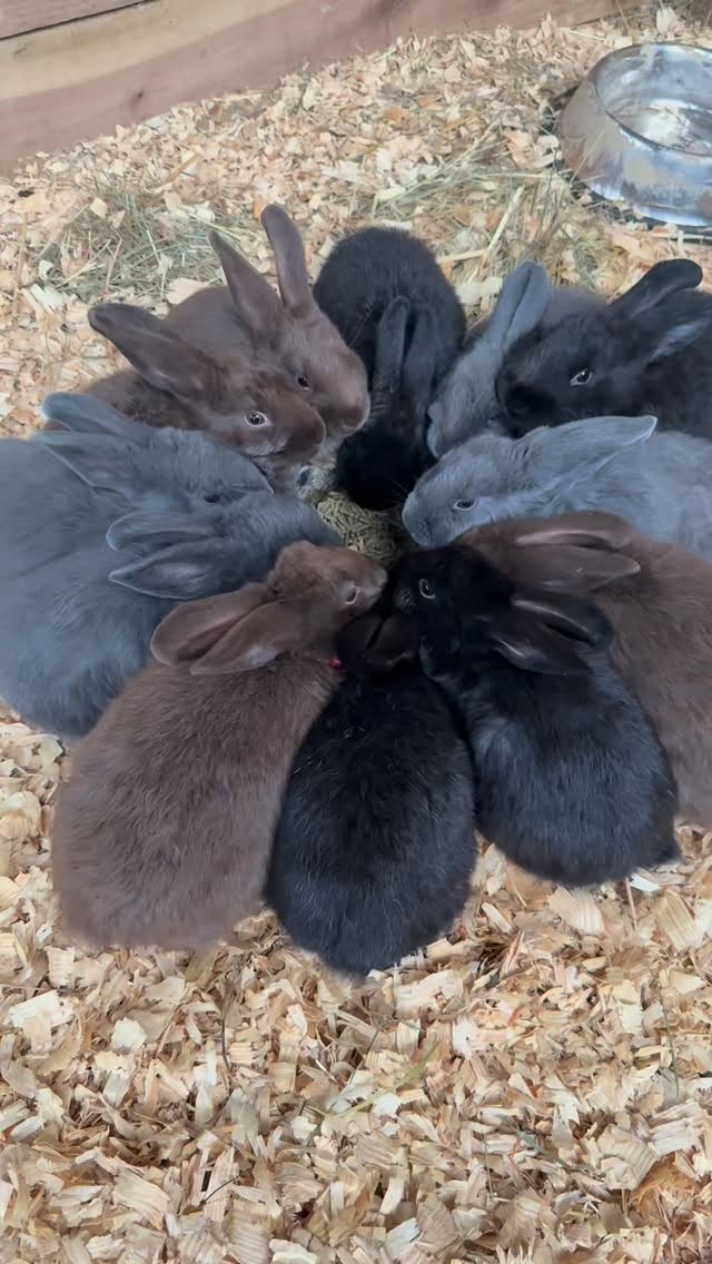 Multiple bowls, but they prefer to eat like this 🥰 #cutenessoverload #junctionfarmky #farmlife #silverfoxrabbits