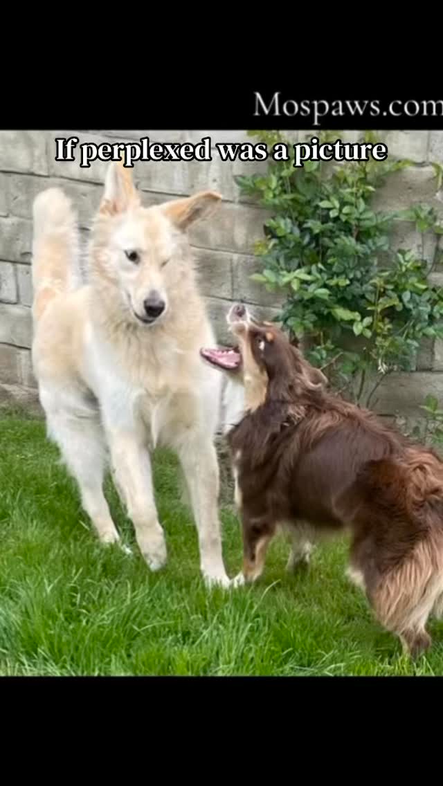 The perplexed look on Wile E.’s face. #dogsofinstagram #mospaws #doglovers