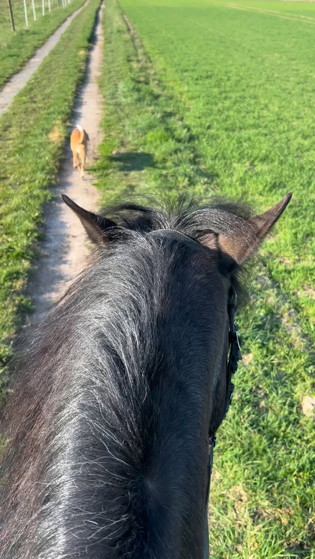 Verstärkte Angst hat ihren Ursprung oft in frühen Bindungserfahrungen.
Sie kann ein Hinweis auf tiefere Ursachen chronischer Erkrankungen sein 🧡
Geichzeitig kann sie dein Nervensystem so aktiv halten, dass Heilung erschwert wird.
Genau deshalb ist es ein zentraler Bestandteil meines Selbstheilungsprogramms, hier in die Lösung zu gehen und deinem Inneren wieder Sicherheit zu vermitteln.❤️🩹
In meinem Selbstheilungschannel findest du eine kurze Trance für deine innere Sicherheit
✨ Link in der Bio
#multiplesklerose #chronischkrank #autoimmunerkrankung #selbstheilung #pferdemädchen