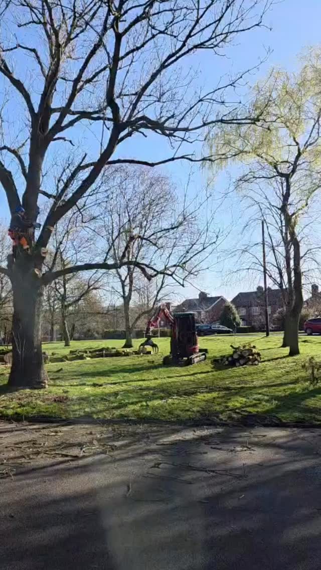 Big ash down 🌳⬇️
Severe dieback = no chances taken.
Precision dismantle, controlled drops, job done right.
TREECO getting it handled 💪