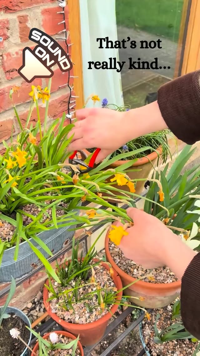 👩🏽🌾 That’s not really kind 🥹
A little garden lesson while deadheading the daffodils today.
It might feel wrong cutting them off, but removing the spent flowers helps the plant put energy back into the bulb, meaning better blooms next year.
So snip the flower and leave the leaves to die back naturally.
Sometimes the smallest jobs turn into the sweetest moments.
Do you deadhead your bulbs?
#thegranarygarden #gardeningwithkids #gardenmagic #gardentips #gardenmoments