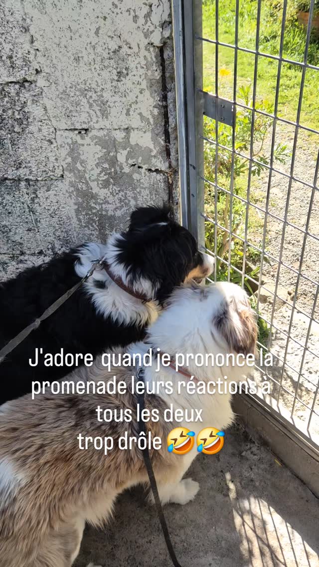 Toy et Leylou trop mignon leurs réactions ❤️
#bergeraustralien #promenades #pensioncanine #var