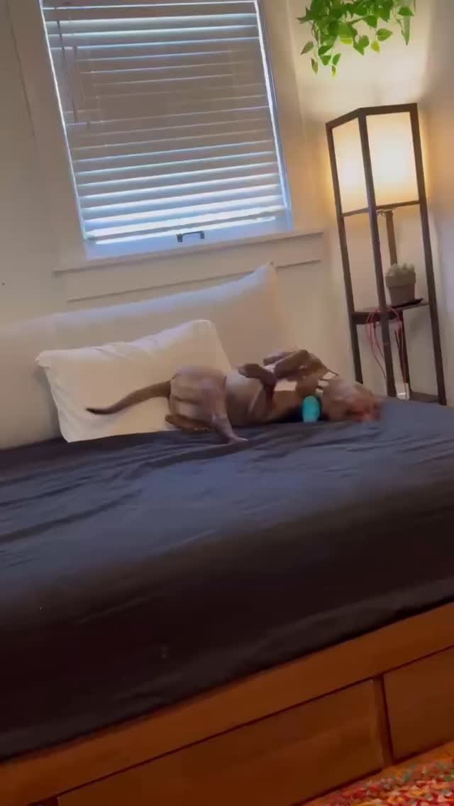 Are you able to hide a toy FROM YOURSELF so you can play your favorite game any time you want? Well we don’t want to brag, but Luna can. Does that make Luna smarter than most people? We don’t know, but what we do know is this girl’s personality is going to keep you guessing and laughing every single day. Go to https://www.madeapromiserescue.org/dogs/luna for more info or to apply!