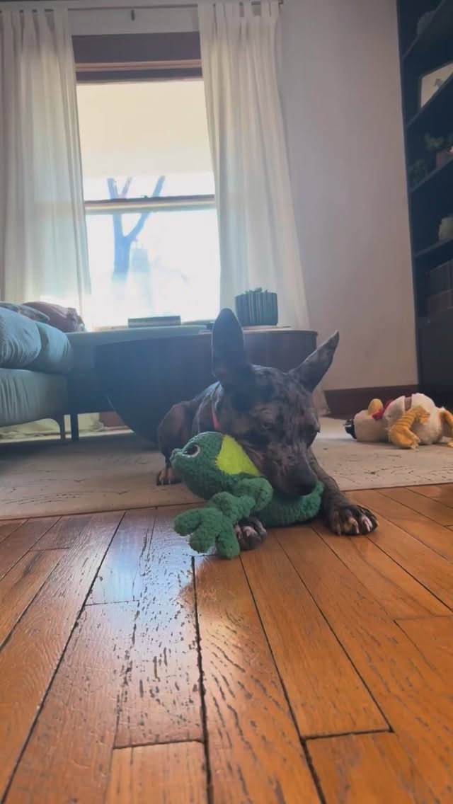 They say dandelions are just weeds until you see the beauty in them.
Pepper might have had a rough start, but she’s the toughest, sweetest flower we know. She’s officially ready to find her forever patch of grass. 💛
Apply for Pepper or learn more about her through the link in our bio!
#rescuedogsofìnstagram #KansasCityDogs #AdoptDontShop