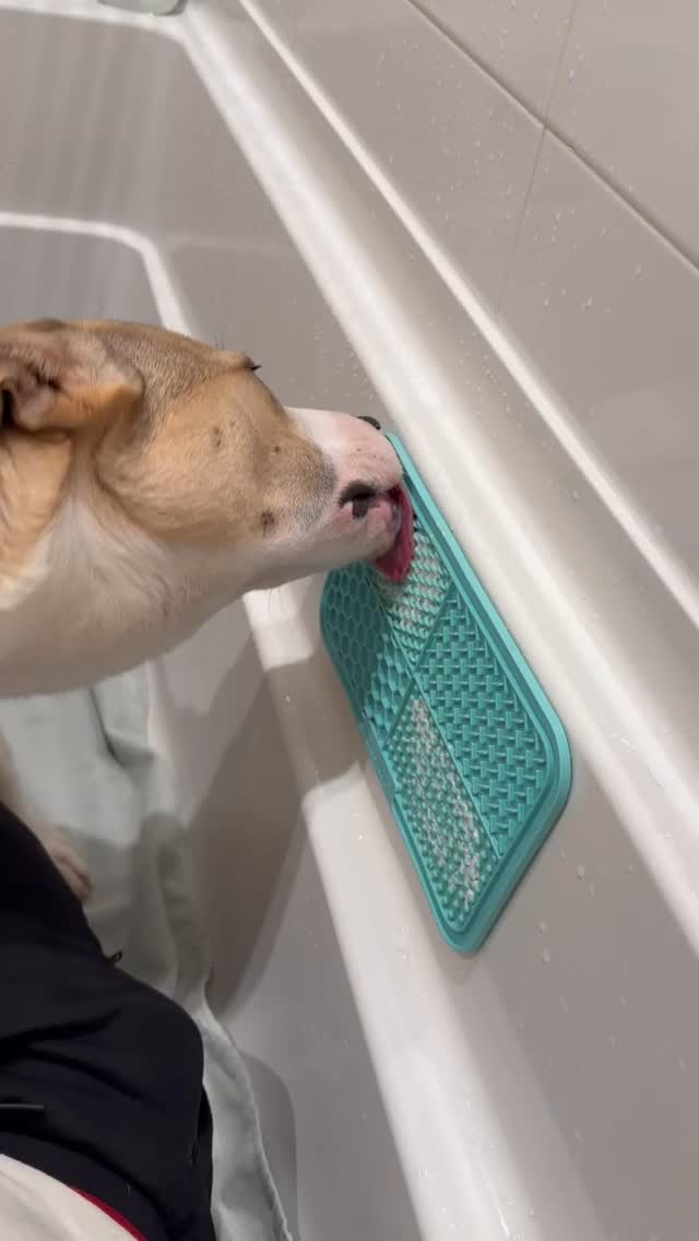 Reward the moment, shape the habit. To teach your pup to be a willing participant in bath time, first spend time in the shower or tub enjoying fun and tasty experiences before you add the element of water. #WagWithWilliam #FearFreeTraining #PositiveReinforcement