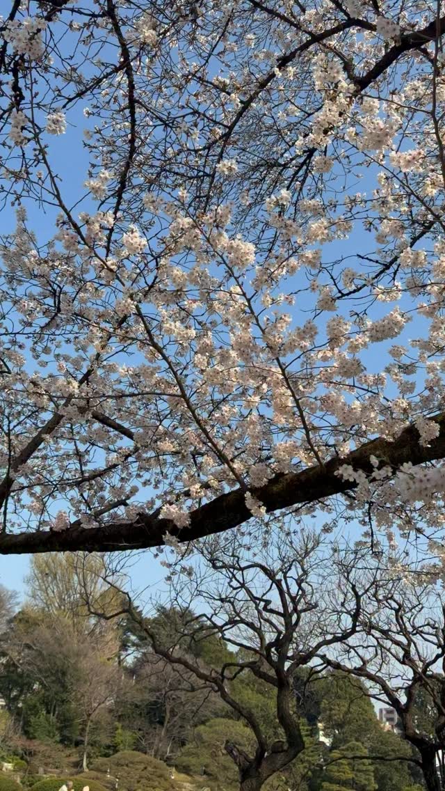Joyeux avril 🌸
J’ai décidé que je n’en avais plus rien à faire de l’algo et de créer du contenu qui me fait plaisir. Oui, je vais continuer à vous parler du Japon et de son folklore (il faut que je reprenne cette série de posts, d’ailleurs !), de littérature SFFF et de mes romans, mais je vais saupoudrer le tout de choses qui me ressemblent un peu plus.
En ce moment, je consomme pas mal de daily vlogs et je me forme au montage vidéo. Du coup, vous verrez passer quelques réels de temps à autre qui reflètent ces nouveaux penchants.
Je n’ai jamais réussi à créer une vraie communauté sur Instagram. Non, l’algorithme ne joue pas en ma faveur, mais j’ai aussi une part de responsabilité quand le contenu que je crée ne suscite aucun engagement.
Je fais peu de contenus « engageants », de toute manière. J’évoque le Japon en tant qu’immigrée, je parle un peu d’économie et de société (bien que je laisse ça aux magazines pour lesquels je travaille), et je fais la promo de mes romans, en donnant parfois des conseils motivants (dont les principaux : être delulu et se sortir les doigts des 🍑).
Mon contenu a pour vocation d’être regardé, pas forcément d’être commenté (bien que tous les commentaires soient les bienvenus 🫶🏻). Et c’est OK !
Que vous soyez là pour en apprendre un peu plus sur le folklore japonais, voir ce que ça fait de travailler sur l’archipel ou suivre les avancées de mes romans et de mes nombreux projets - qui montrent que tout est possible dans la vie, même si on part avec des malus -, bienvenue et merci d’être restés ✨
Sur ce, je vais quand même mettre des hashtags, au cas où un producteur de série passerait par là et se dirait qu’il aimerait adapter Le Bureau en série TV.
Hashtags: #viedauteur #vivreaujapon #bookstagramfr #viedautrice #cerisiers
Mots-clés : vivre au Japon - Tokyo - cerisiers - vie d’auteur - écriture - sakura - thriller fantastique
