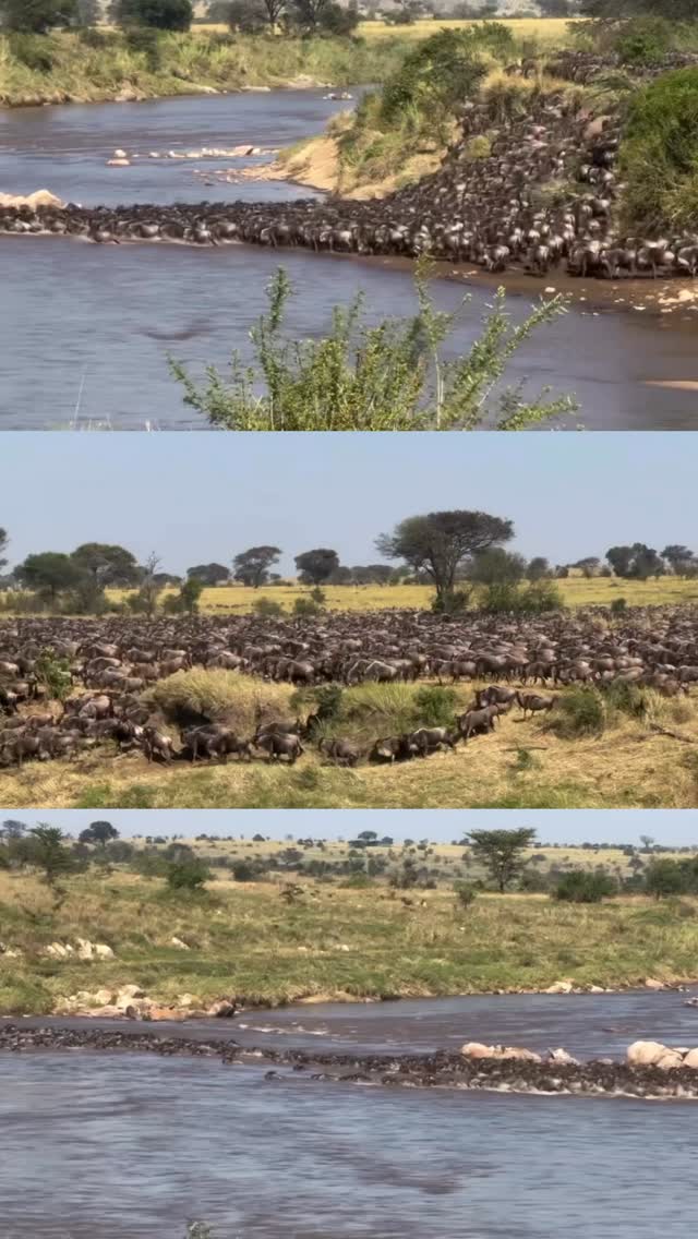 Witness the Great Migration in Tanzania 🇹🇿
Nature’s most powerful wildlife event 🐘
📍 Serengeti National Park
Plan your safari with Gnade Safaris today
#Safari #Tanzania #GreatMigration #Serengeti #gnadesafaris