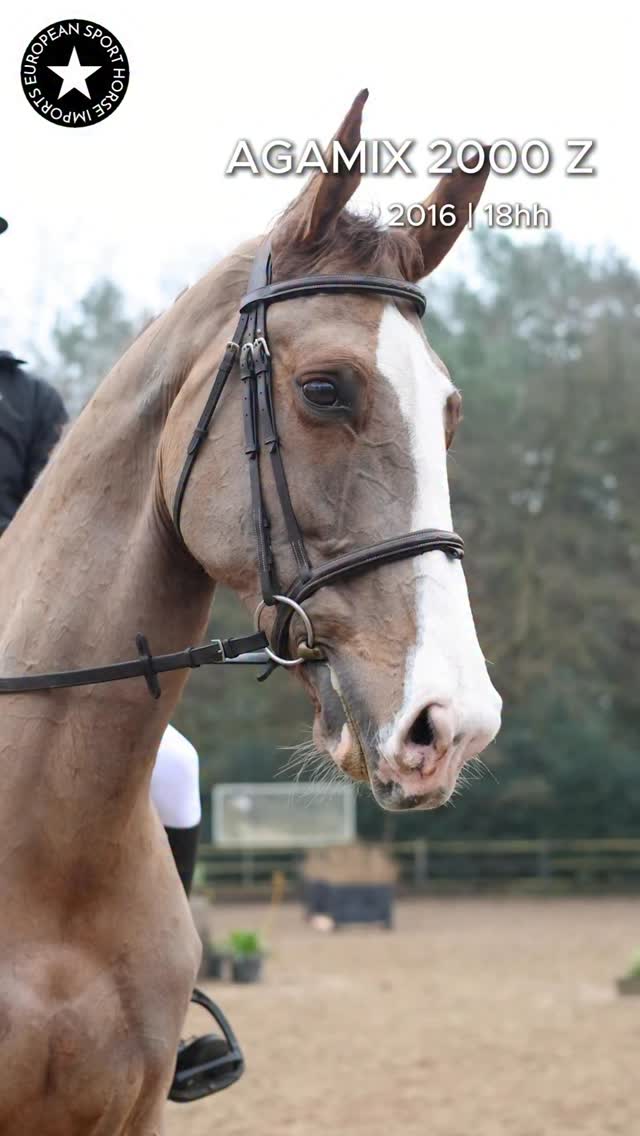 Our gentle giant, Agamix, is still available! 🤯 This guy is a 1.35+ packer for ANY rider. Novice ok, husband more than ok, he’s 18h and a one-speed wonder with big scope. Plays around 1.50 jumps on a loose rein at home, trail rides, packs a tiny female rider around the 1.30 shows, can handle any ride, any situation like a steady Eddie hero. He’s such a good egg, he will keep his rider safe and happy, at home, at show, on trail, anywhere! Good results, let’s face it, he walks over everything. Can also play around in the equitation ring. Send a message on this guy, he deserves all the love and carrots 🥕
