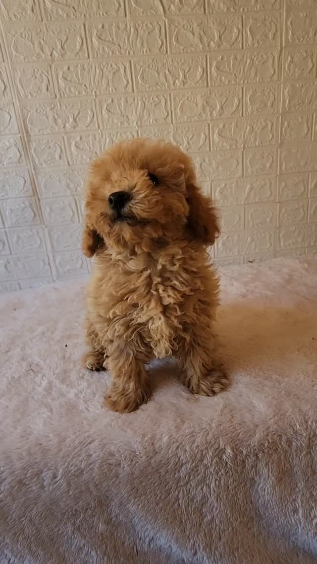 Bichoodle Puppy female SOLD
for more information please visit www.katashillviewkennels.com