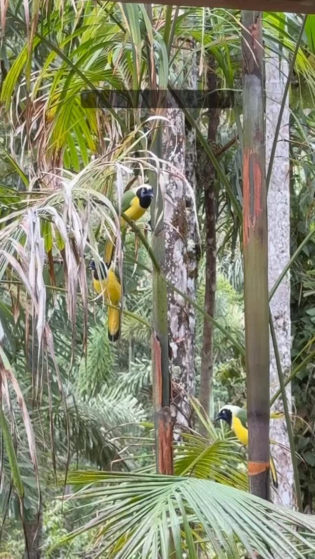 Tarde de charla con estas tres chicas 😅
#urracaverde #greenjay #cyanocoraxyncas #oxapampa #birding