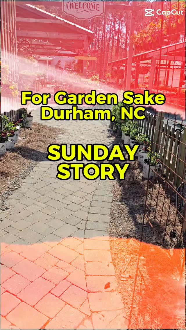 Went to For Garden’s Sake to just be…
didn’t expect a mini farm moment 😂
Left with peace
and four plant babies 🌿
Worth it.