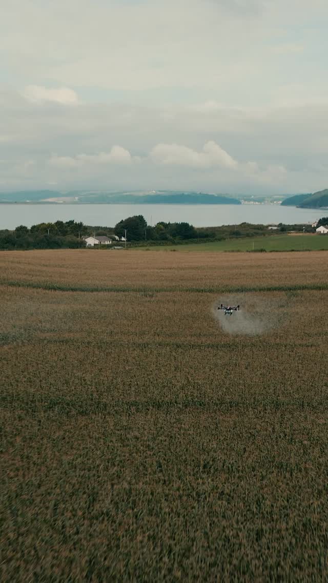 2025 MAIZE TRIALS 🌽
Throughout the summer of 2025 we worked alongside independent agronomists and chemical producers to trial foliar nitrogen at low water rates through our spray drones.
We targeted specific timings just before tasselling at the crops peak nitrogen requirement.
The trials were simply laid out and conducted over a number of different farms and soil types.
No spray zones (controls) were marked out within each field where we were not to spray. The controls were sufficient enough to allow for any overlap in product being sprayed on the rest of the field. Plant samples were then taken from well within the set out areas to ensure continuity.
Total plant numbers over a set length along the drill were counted and weighed.
Then the cobs were removed from these plants and again weighed.
Yield Results
1 .Total plant fresh yield gains over Non Sprayed (Control) were 8 to 10% gain in weight
2. Cobs weighed consistently at 10% extra weight vs Non Sprayed (Control)
If we take an average acceptable yield of maize at 18tonnes/acre fresh weight x 9% = 1.62t acre boost.
Maize valued at £90tonne 90 x 1.62 = £145.80 extra per acre.
The numbers speak for themselves
It’s no secret that timely nitrogen on maize can seriously increase the crops potential, it was great to see that by utilising our spray drones we could ensure we hit the crop at the correct time to get the maximum benefit for the farmer.
In 2026 we are rolling this out commercially across farms throughout the UK after successful trails last year.
Interested? Get in touch.
🚁 🐄 🌽
#highvantage #xag #spraydrones #precisionagriculture #maize