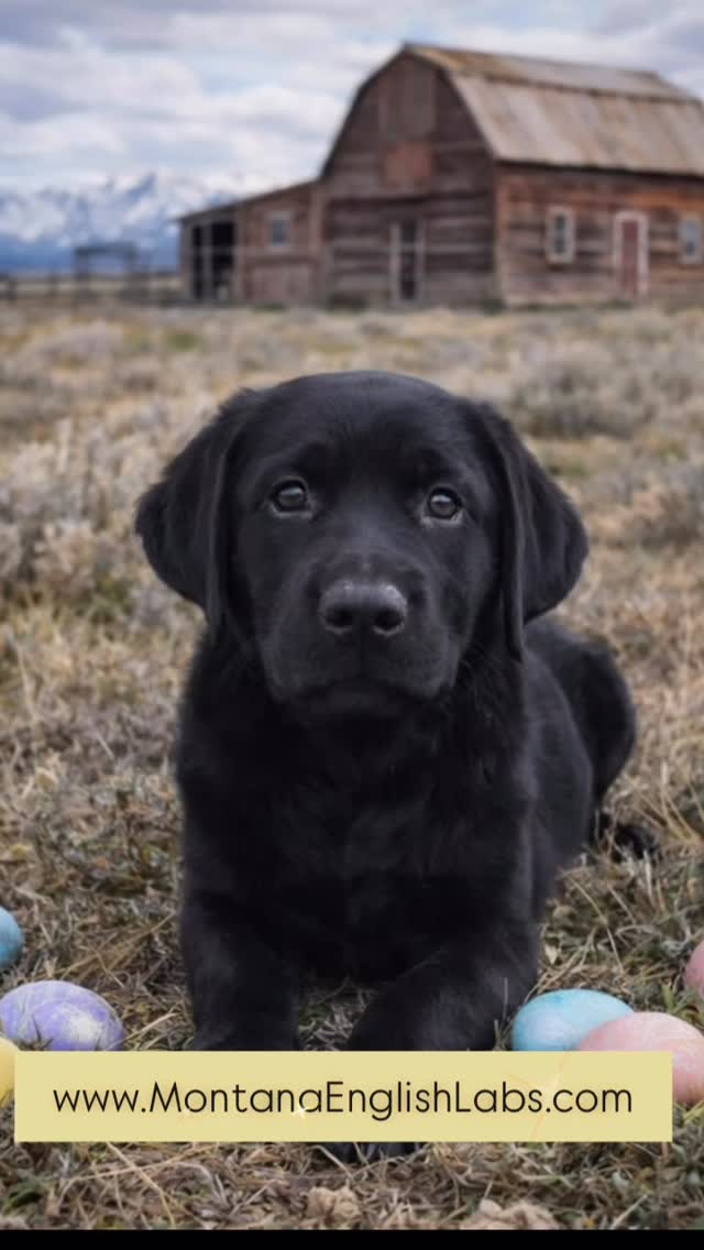 Puppy available 💛💛💛www.MontanaEnglishLabs.com #labradorretriever #labradorpuppy #labrador #puppiesofinstagram #puppylove