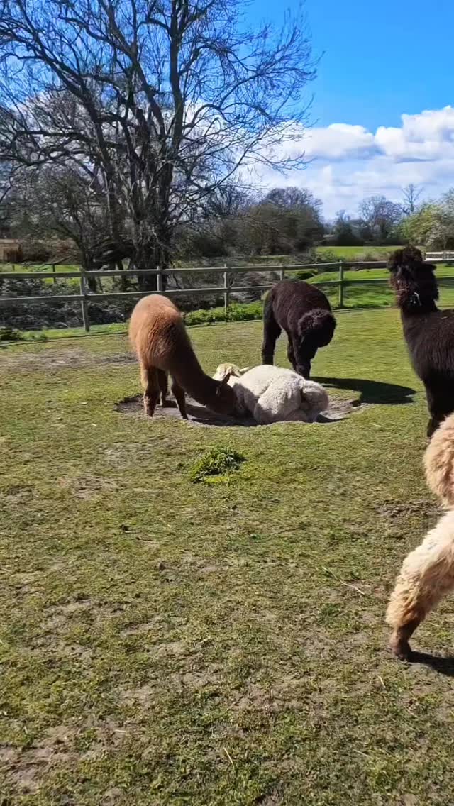 Bookings are now open… but they’re fully booked by the alpacas themselves 🦙💅
#aprilfools #alpacalife #funnyanimals #wiltshirealpacas #alpacaadventures
