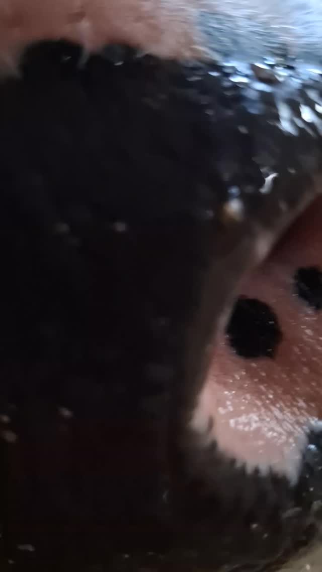 Die Kuuuhle Gang hat am Samstag Leckmasse & Leckeimer bekommen –
und die Eukalyptus Eimerchen hatten keine lange Lebenserwartung 😄
Die Geschenke sind auf jeden Fall mehr als gut angekommen!
Vielen lieben Dank dafür 🫂🥰
💚
#Danke
#KuhLiebe
#Hofmoment
#Tierliebe
#Geschenke