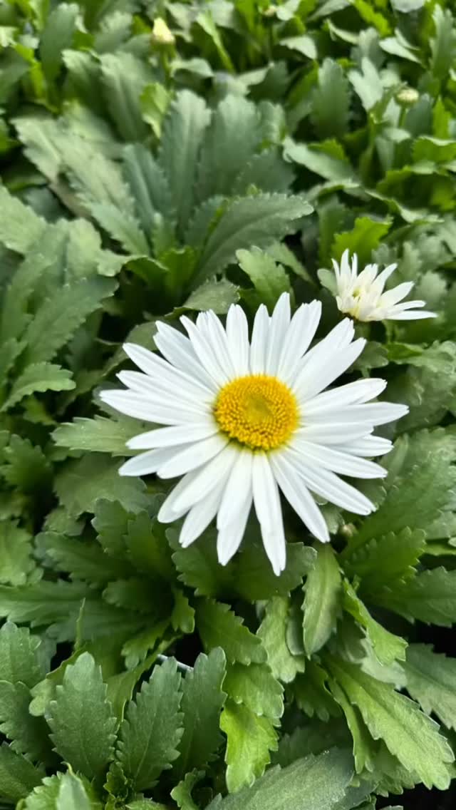 Took a little stroll through the greenhouses today. There are so many beautiful plants coming on, enjoy!