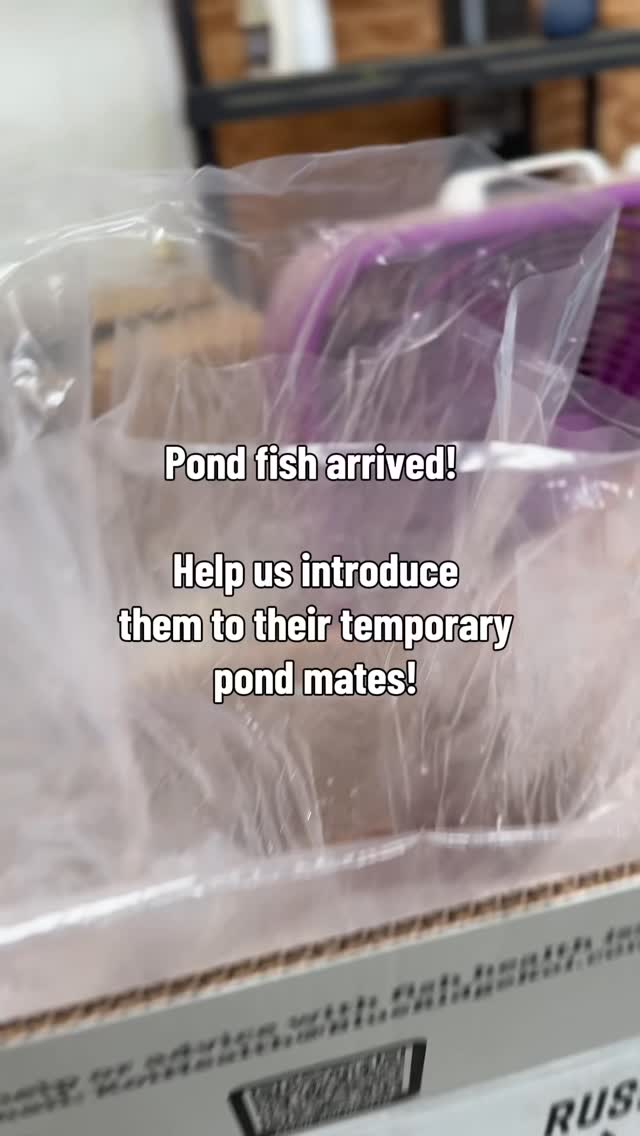 💦✨ Behind the scenes with our newest water garden beauties… BUTTERFLY KOI! ✨💦
Y’all are getting the first peek as we carefully acclimate these long-fin stunners into their new (temporary) home. This step is super important…it helps reduce stress and keeps our fish happy and healthy before they head to their forever ponds. 🐟💙
Butterfly koi are known for their graceful, flowing fins (like they’re dancing underwater 🩰) and they can grow BIG with the right care (we have a few big ones in our in house garden tank) …making them a true showpiece in any pond garden.
Shoutout to our amazing crew for giving these beauties the VIP treatment 👏 We take pride in every fish, plant, and pond setup here at J&S.
If you’ve been dreaming about a pond or want to add something special to yours, come check out our Aquatic Garden area… it’s kind of our happy place. 🌿💧
👀 Stay tuned… these won’t last long!
👉 Stop by and see them in person!
#ButterflyKoi #PondLife #WaterGarden #KoiFish #GardenCenterLife