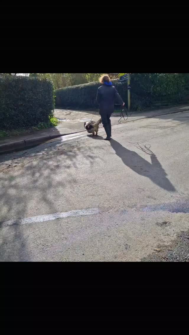 #mantrailing at #styal this afternoon in lovely weather. Two Team Charlie's too!
Our first Team Charlie is experienced but had a bigger problem to overcome... his mum had just trailed so he had to work out where she had been before he could get his more normal focus on the job. Once he set his nose to work he made light work of the trail making good choices to pin down his runner. A motivational pet trail followed as a good, positive end, where he was actively allowed to find his mum! Great work Team Charlie (the collie) 👏 👍 👌
It was a pleasure to introduce our second Team Charlie to trailing. From the first trail to the last, the contrast couldn't have been greater. Charlie is a lovely spaniel who looks so clearly to his handler and loyaly stays by his side. By his second trail he understood he had the freedom to make his own decisions and moved forward with confidence. Nicely reinforced by his third trail, Charlie is off to a great start. Well done Team Charlie (the spaniel) 👏 👏 👏
Team Rusty worked through a mock assessment for their first trail with lots of good learning points... assessments are very different from regular training where guidance is always available, so a mock is a perfect way to make all those mistakes or learn what it's like to be properly 'on your own' as a team with your dog. A nice, motivational pet trail made a positive finish to Rusty's trails. Well done Team Rusty 👏 👍 🙌
Leo stepped in late as his 'sister' was poorly. Leo is a little wary of the world and it's been a few months since he completed his first trails. Each start he, quite rightly, wanted to ensure the world was in order before confidently setting off to find his runner, so much so that we removed scent enhancements for his final trail. He even forgot he was scared of the runner until right on top of them (but happier to be fed by his handler, which is important to take any pressure off him). Great work Team Leo 👏 👏 👏
May sessions will be released soon and there's still availability across April so why not give trailing a try, working with your dog in this fun, scentwork activity?
Check out www.dogtrailing.co.uk for more info