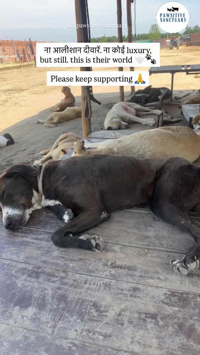 ना आलीशान दीवारें… ना कोई luxury,
but still… this is their world 🤍🐾
इनकी सुकून भरी नींद ही हमारी जीत है 💛🐶
और यही सुकून बनाए रखने के लिए हमें आपकी ज़रूरत है 🙏
हर दिन इन बच्चों के लिए खाना, दवाई और सुरक्षित जगह देना आसान नहीं होता…
but with your support, we can keep giving them this comfort 🤍
Please consider donating or sharing — every little help matters 🙏🐾
💙 PayPal: @pawsitivesanctuary
💙 American and Global Donors: pawsitivesanctuary.networkforgood.com
💙 Canadian Donors: pawsitivesanctuary.com/donate
💙 E-transfer: infopawsitivesanctuary@gmail.com
#RescueDogs#AnimalRescue
#BeTheirVoice#SupportStrays
#DonateForACause 🐾🤍