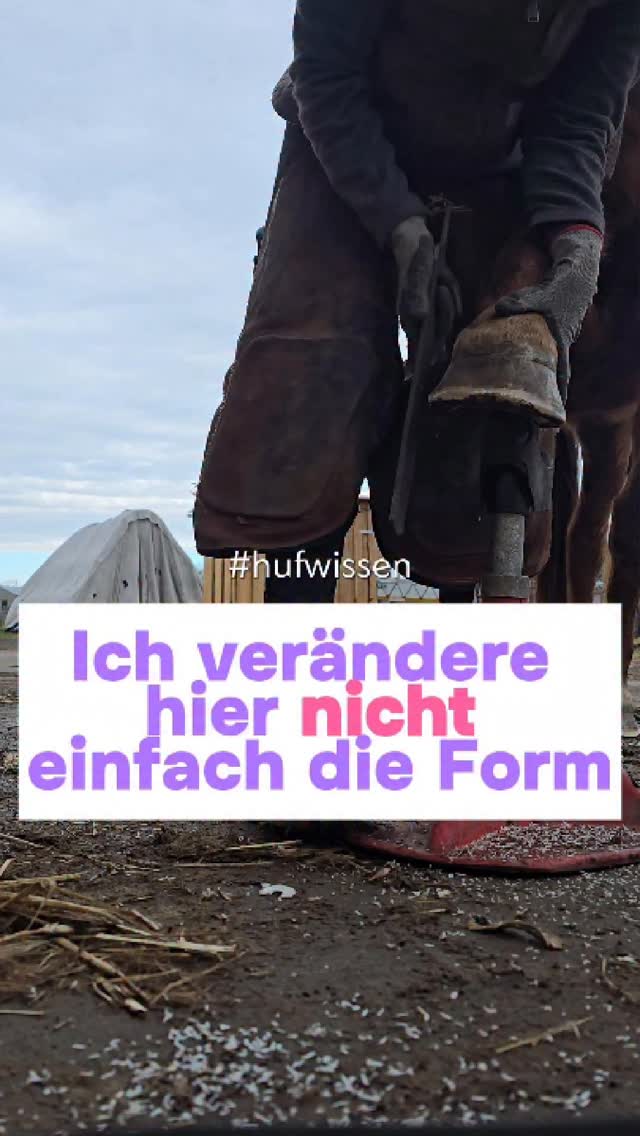 Ein Riss im Huf fällt sofort ins Auge.
Und genau deshalb konzentrieren sich die meisten genau darauf.
Aber das eigentliche Problem liegt oft nicht im Riss selbst.
Wenn die weiße Linie erweitert ist,
ist die Verbindung innerhalb des Hufs bereits geschwächt.
- Der Huf verliert an Stabilität
- Belastung verteilt sich anders
- Strukturen geraten aus dem Gleichgewicht
Und genau daraus entstehen solche Risse.
Das bedeutet:
Wenn du nur den Riss behandelst,
ohne die Ursache zu verstehen,
wird das Problem immer wieder kommen.
Der entscheidende Punkt ist nicht das, was du siehst –
sondern das, was dahinter passiert.
Deine Ida von Herz Huf 💜
#hufgesundheit #barhuf #hufanalyse #pferdewissen #hufverstehen
