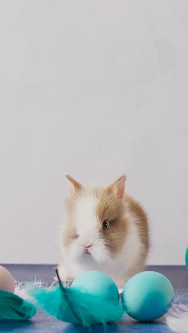Geniesse die freien Tage und viel Freude beim Eiertütschen. 🥚😊
Frohe Ostern! 🐣