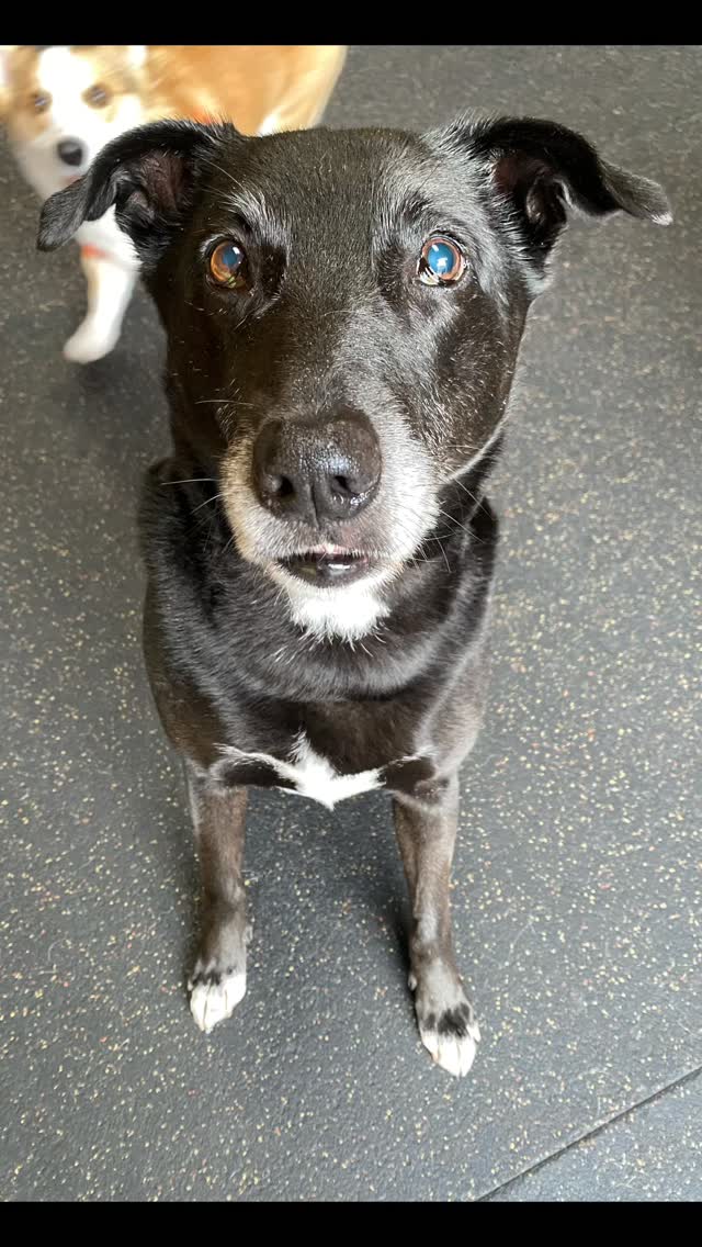 Happy happy day to Mimi! She is 10 today. Sound on for a message in her own words!
#gooddogplaycare #happybirthday #guatemalarescuedog #goldengirls @melanielord.sf