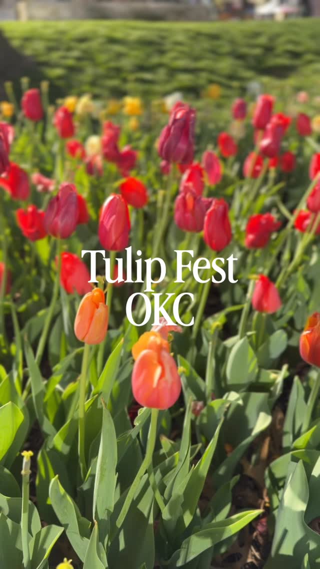 🌷LAST DAY = BEST DAY!🌷 Come on out to the @myriadgardens for our last day at Tulip Fest 2026! Over 80 vendors for shopping, delicious food trucks, music & entertainment for you to enjoy all while you admire these gorgeous spring tulips! 💐 We’re at Booth C3 - on the side just catty corner from the Paycom Center!
#oklahomacity #shoplocalokc #tulipfestokc #tulipfest2026 #myriadgardens