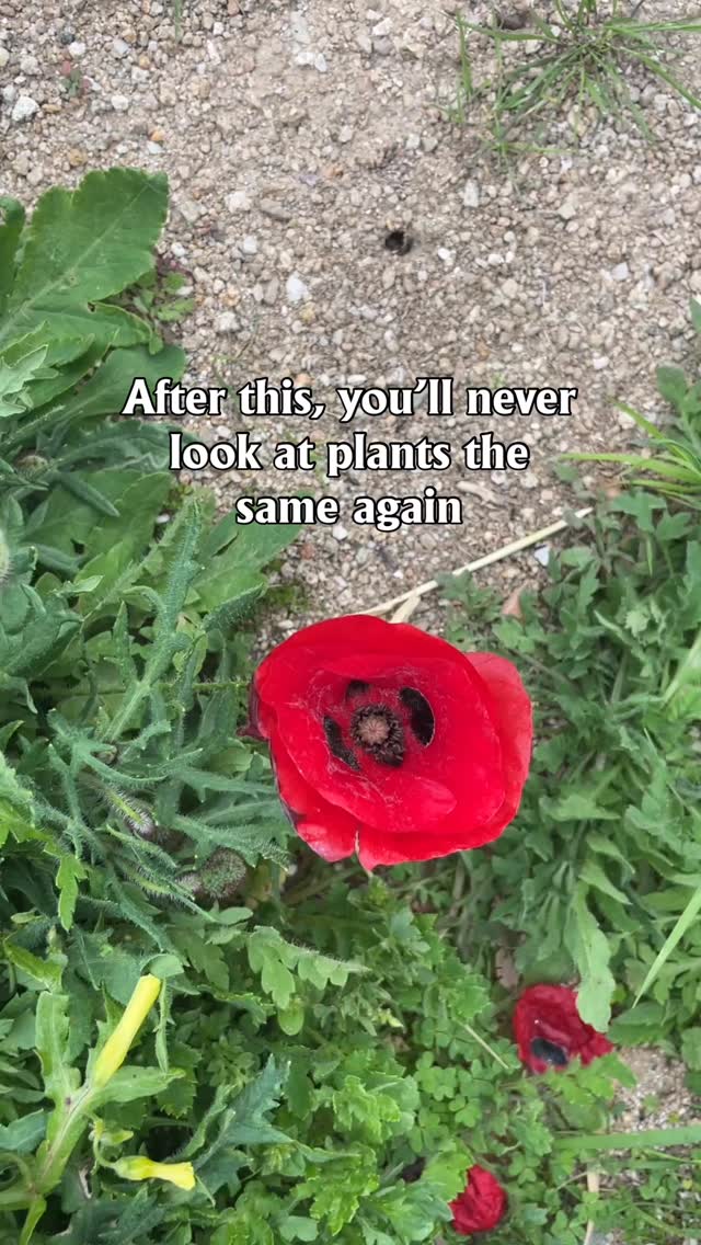 Have you ever thought about just how old plants are compared to us baby-aged humans?
They’ve been around some odd ~470 MILLION years. We’ve been around ~300,000 🤯
Now imagine how much they’ve learned and matured, compared to us?
After sitting down with nature-inspired coach @tigrillagardenia - I’ve realized just how much I’ve overlooked plants as teachers.
Join us as we discuss:
🌱 Why humans feel disconnected from nature
🌱 The consciousness of plants
🌱 What plants teach about receiving, relationships & resilience
🌱 Ecosystem thinking
🌱 Spirit wild plants
🌱 Living in the spiritual eco-community of Damanhur
Get ready to have your minds blown!
Comment PLANT and I’ll send you the episode.