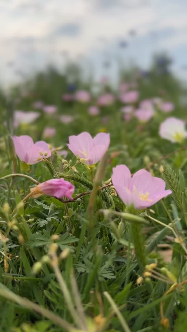Maybe it’s because it’s one of the earliest ones to start blooming, but whatever the reason this one always catches my eye.
#texaswildflowers #texasphotographers #richardsonphotographer #garlandphotographer #dfwphotographer